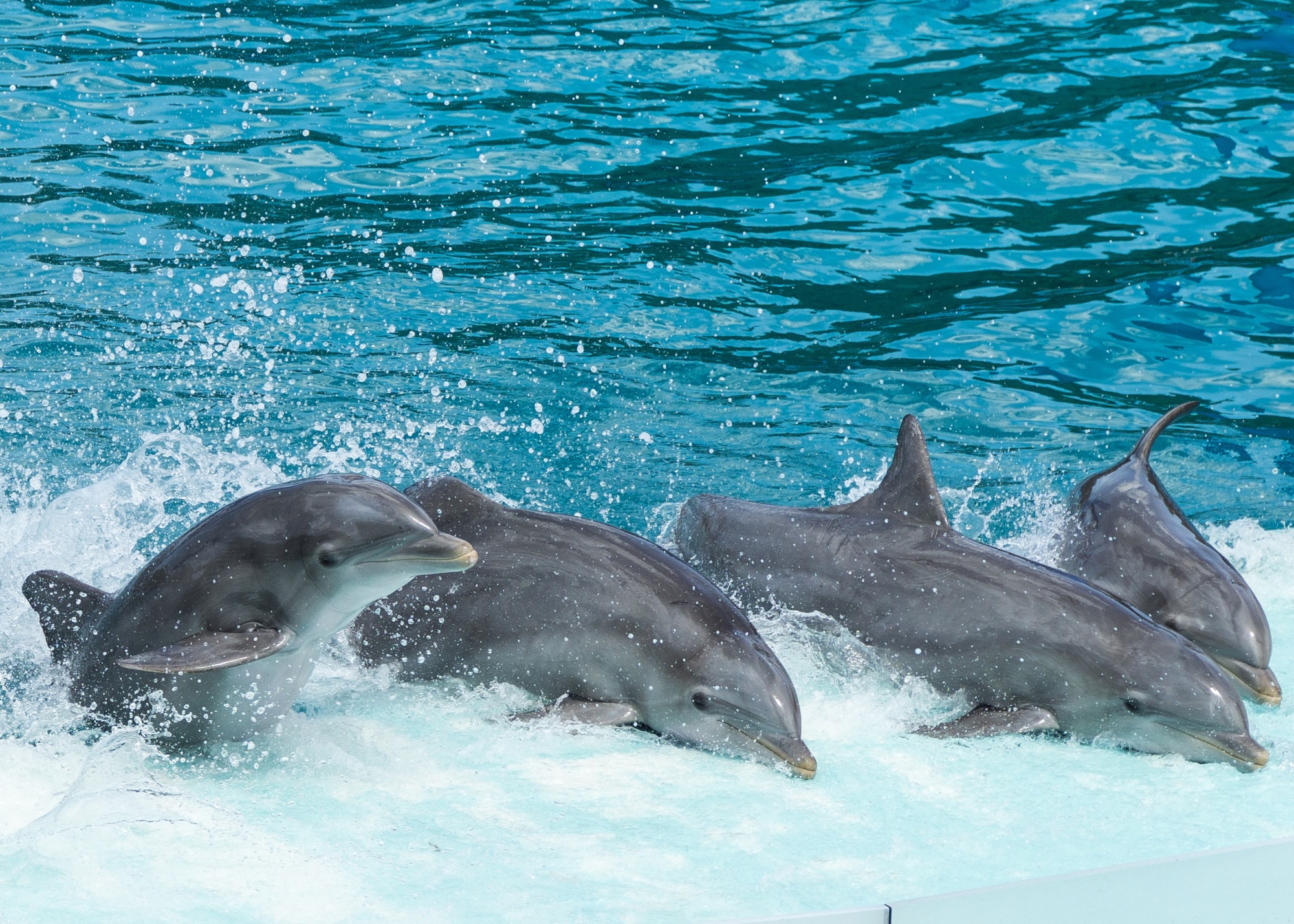 Dolphins leaping through turquoise water